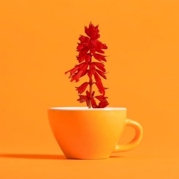 [Single] Qaijff (クアイフ) – Salvia [24bit Lossless + AAC 256 / WEB] [2020.02.29]