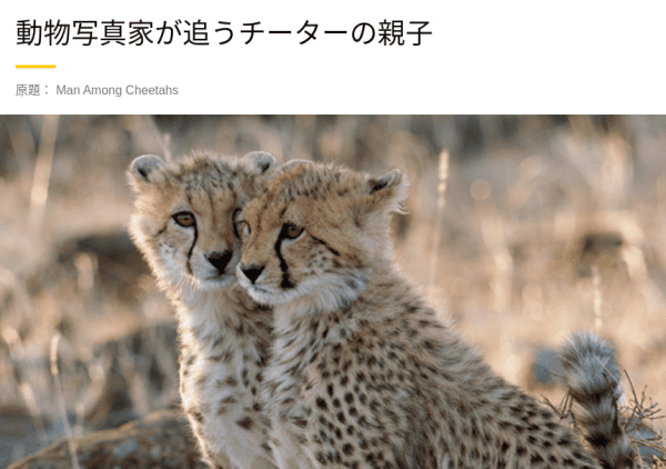 [ドラマ] 動物写真家が追うチーターの親子 (2022) (WEBRIP)