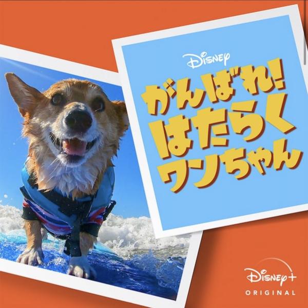 [ドラマ] がんばれ！ はたらくワンちゃん 第1シーズン 全10話 (2022) (WEBRIP)