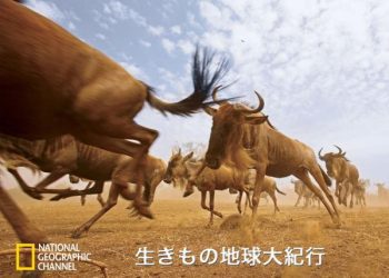 [ドラマ] 生きもの地球大紀行 第1シーズン 全4話 (2022) (WEBRIP)